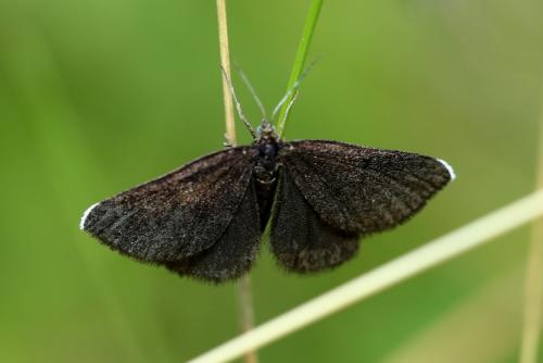 Odezia atrata